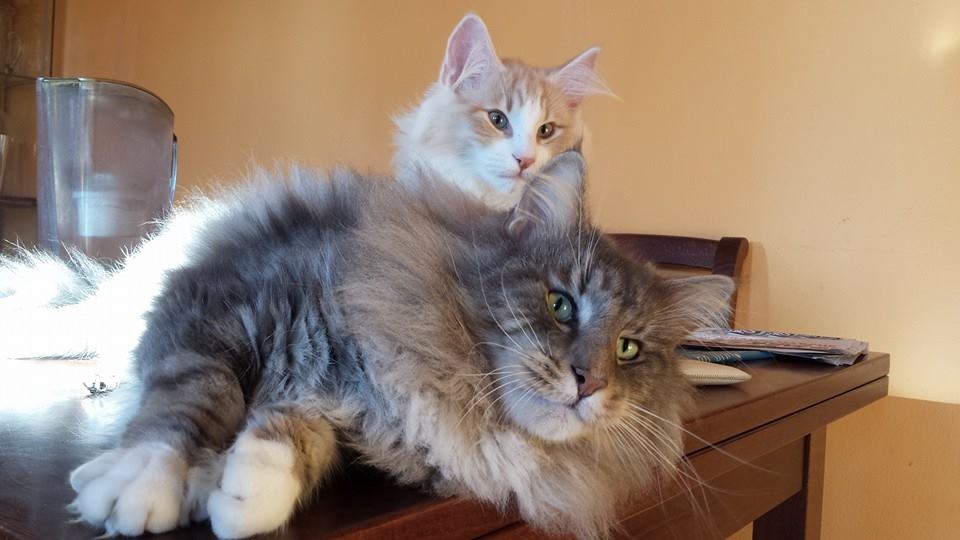 GATTO NORVEGESE NIXON CUCCIOLI NORVEGESE DELLE FORESTE