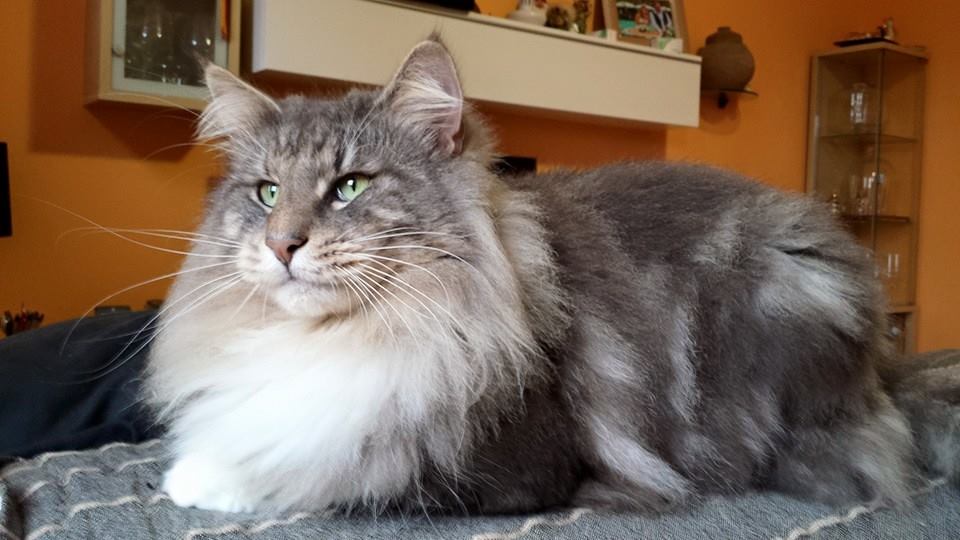 GATTO NORVEGESE NIXON CUCCIOLI NORVEGESE DELLE FORESTE
