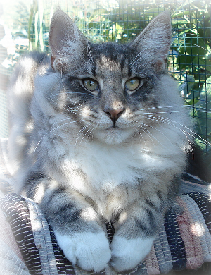 GATTI NORVEGESI E CUCCIOLI CAMPIONI INTERNAZIONALI DI BELLEZZA TRINITY